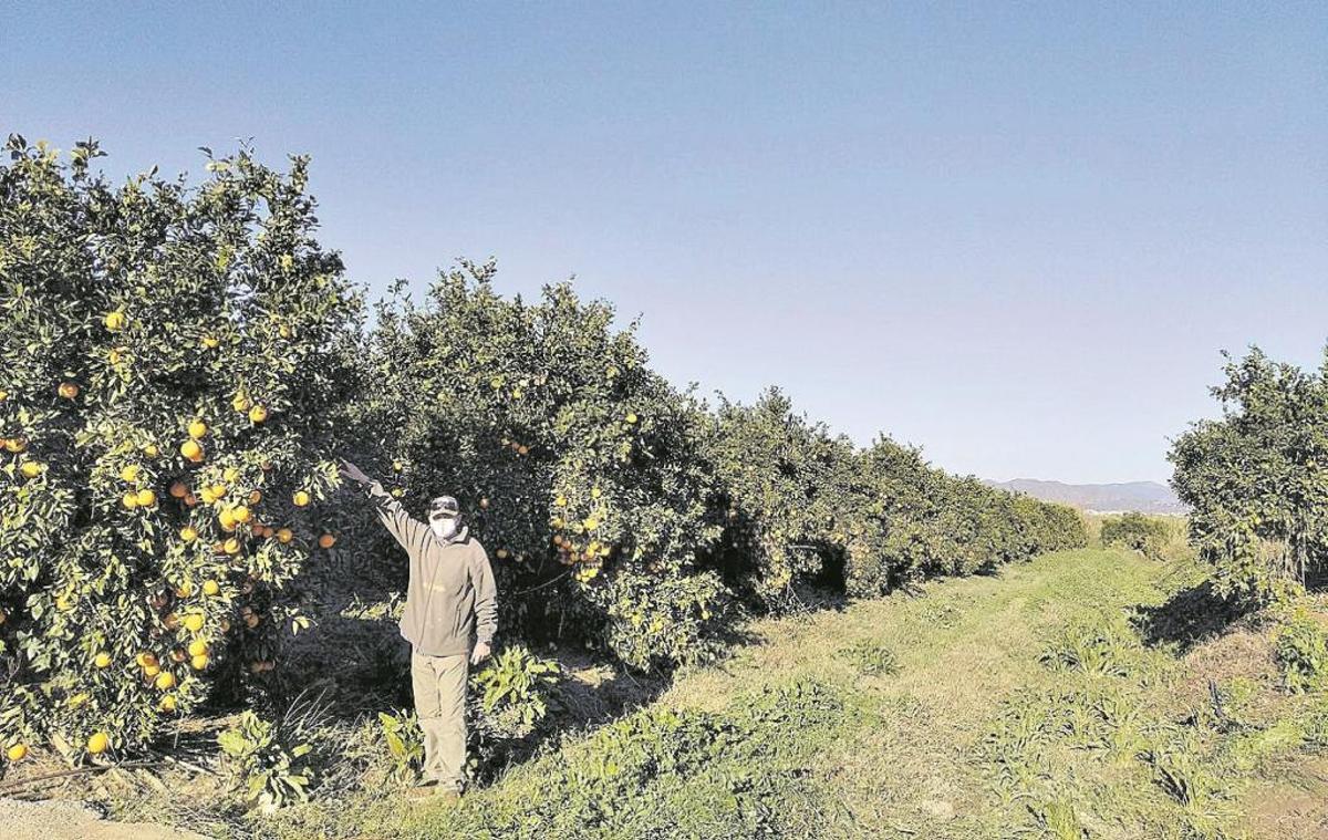 La última vega de Málaga está en peligro