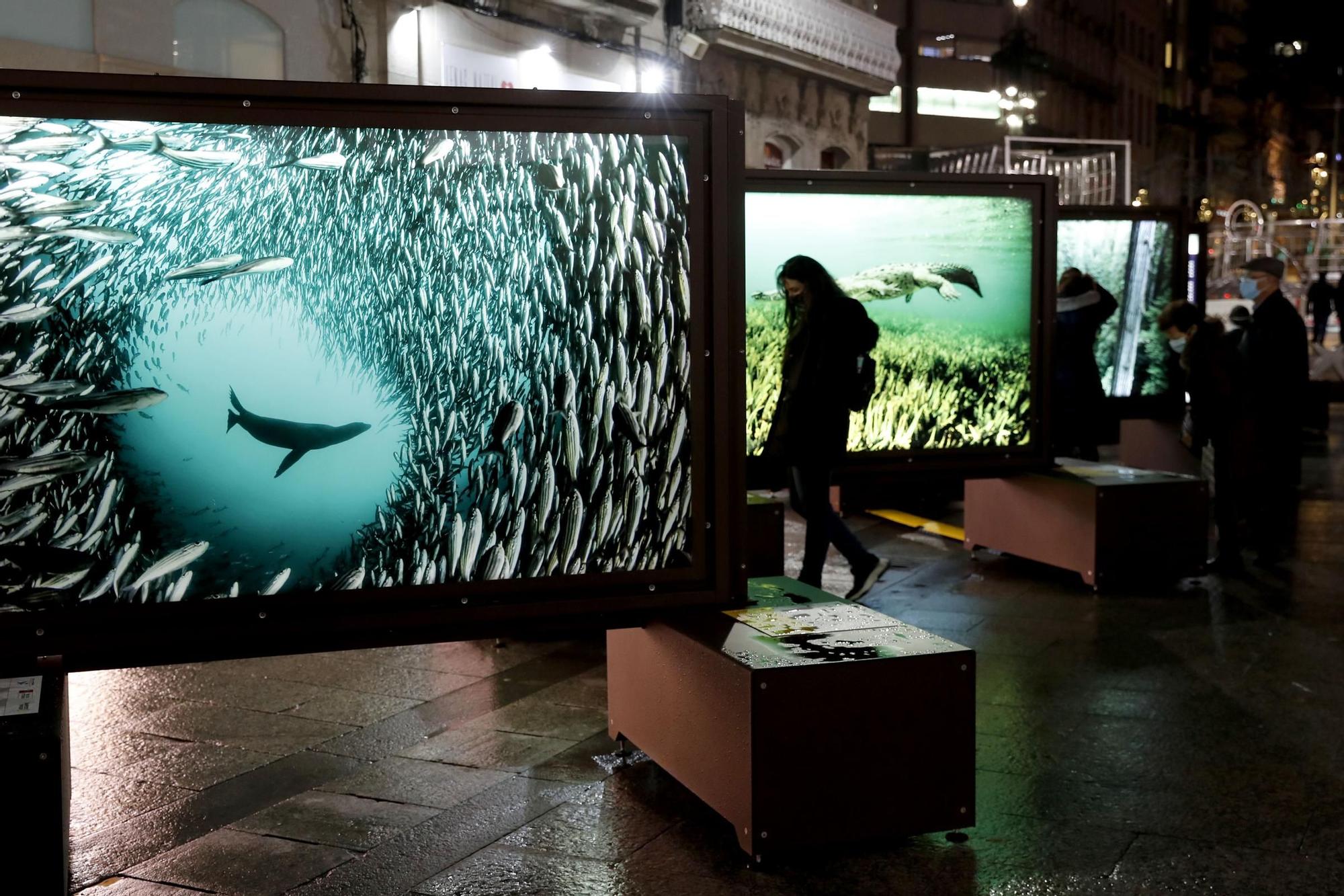 La naturaleza de National Geographic a pie de calle en Vigo