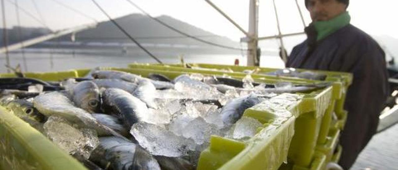 Los pescadores ofrecen sus barcos para que los científicos evalúen el stock de sardinas