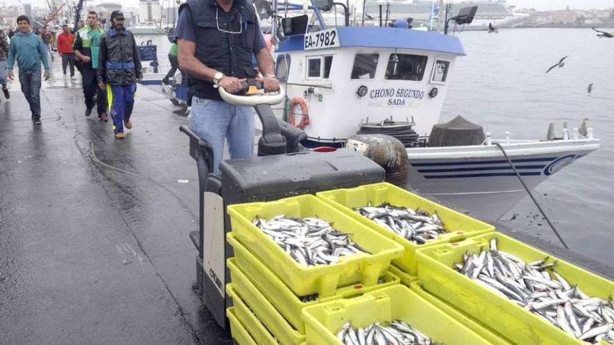 Un operario transporta cajas de anchoa en el puerto de A Coruña.