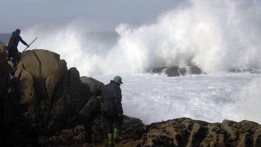 Varios percebeiros extraen recurso de las rocas en la costa gallega.