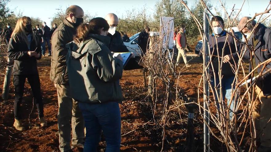 Los viticultores de Ribera del Guadiana, expertos en poda