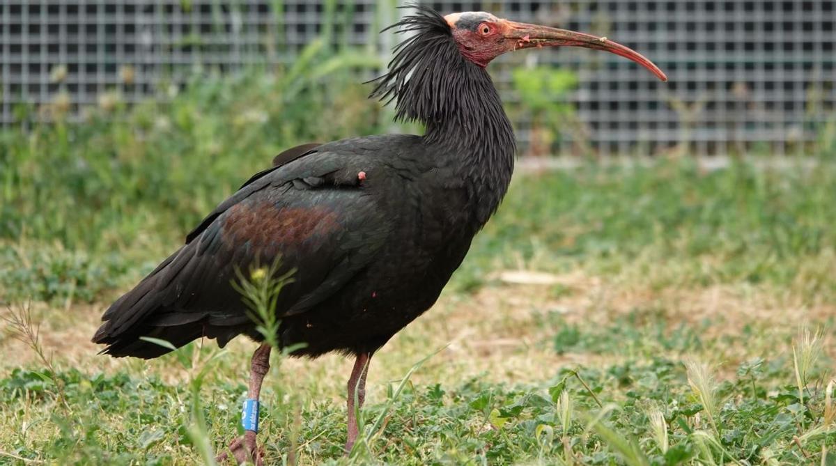 L'ibis migrador durant la seva estada empordanesa