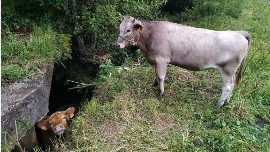 La cría, ante la atenta mirada de una preocupada vaca. // FdV