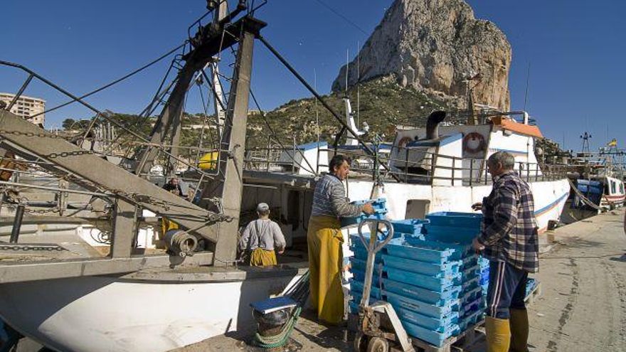 La gamba blanca de Calp tendrá su propia marca y una jornada de degustación
