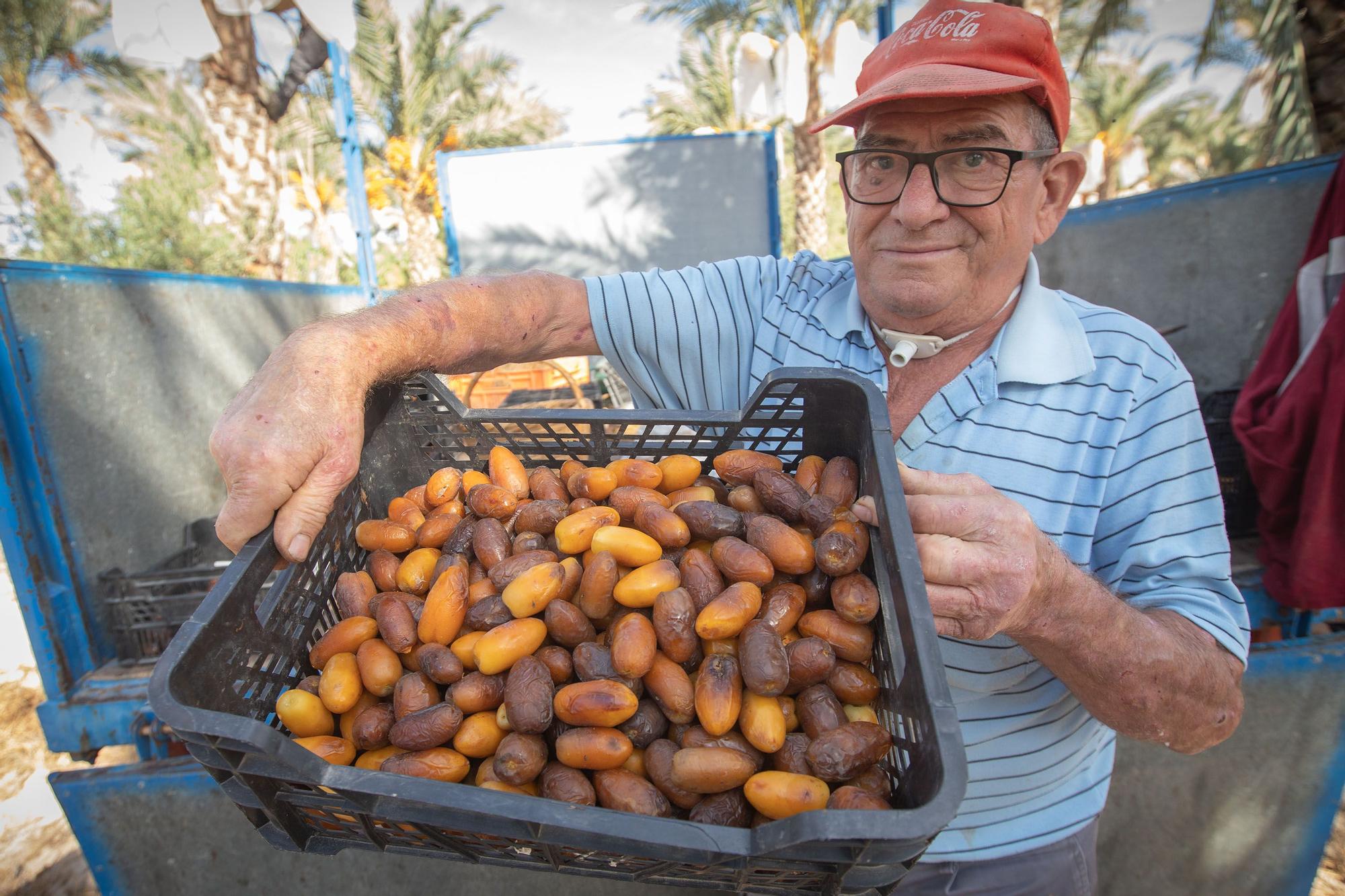 La producción de dátiles «in vitro» cae a la mitad en Elche