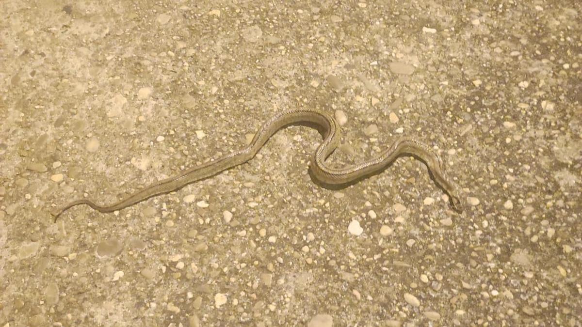 Serpiente de escalera vista en el barrio de Alviar.