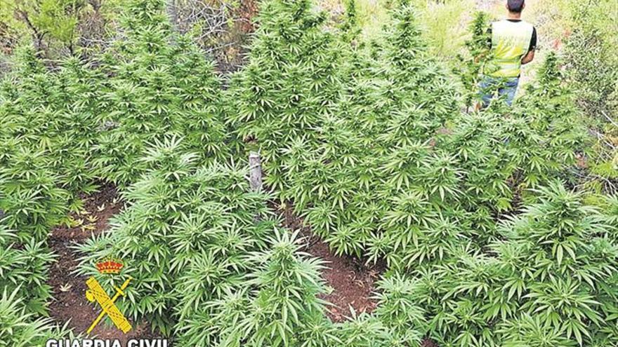 Descubren un ‘bosque’ de marihuana en Sueras