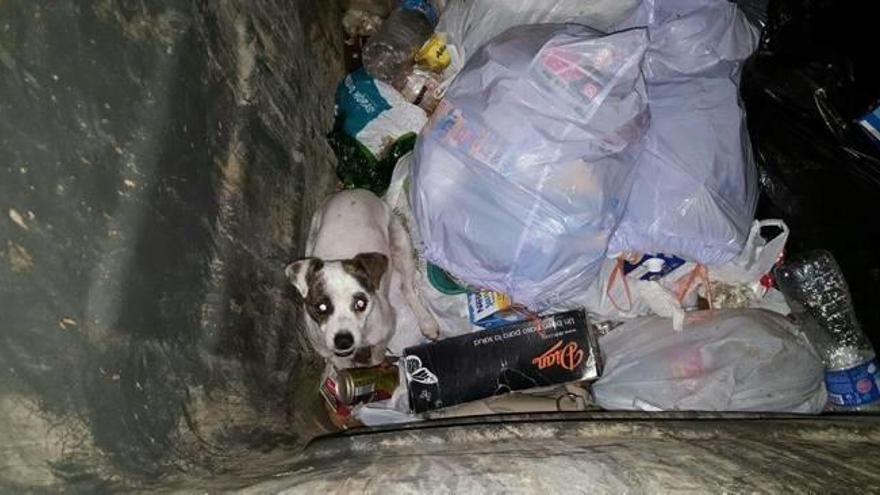 La Policía Local rescata a un perro que fue abandonado en un contenedor