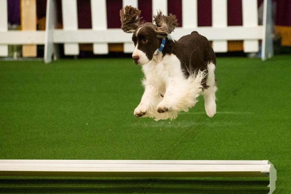 El Westminster Kennel Club, un dels shows de gossos de raça més importants del món