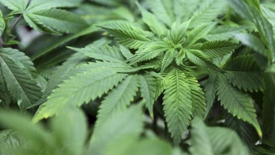 Los españoles gastan 1.163 millones al año en cannabis