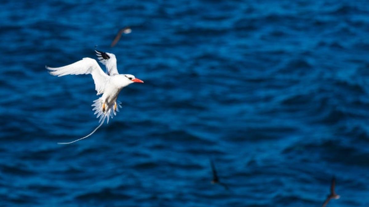 El asombro de Darwin en las islas Galápagos