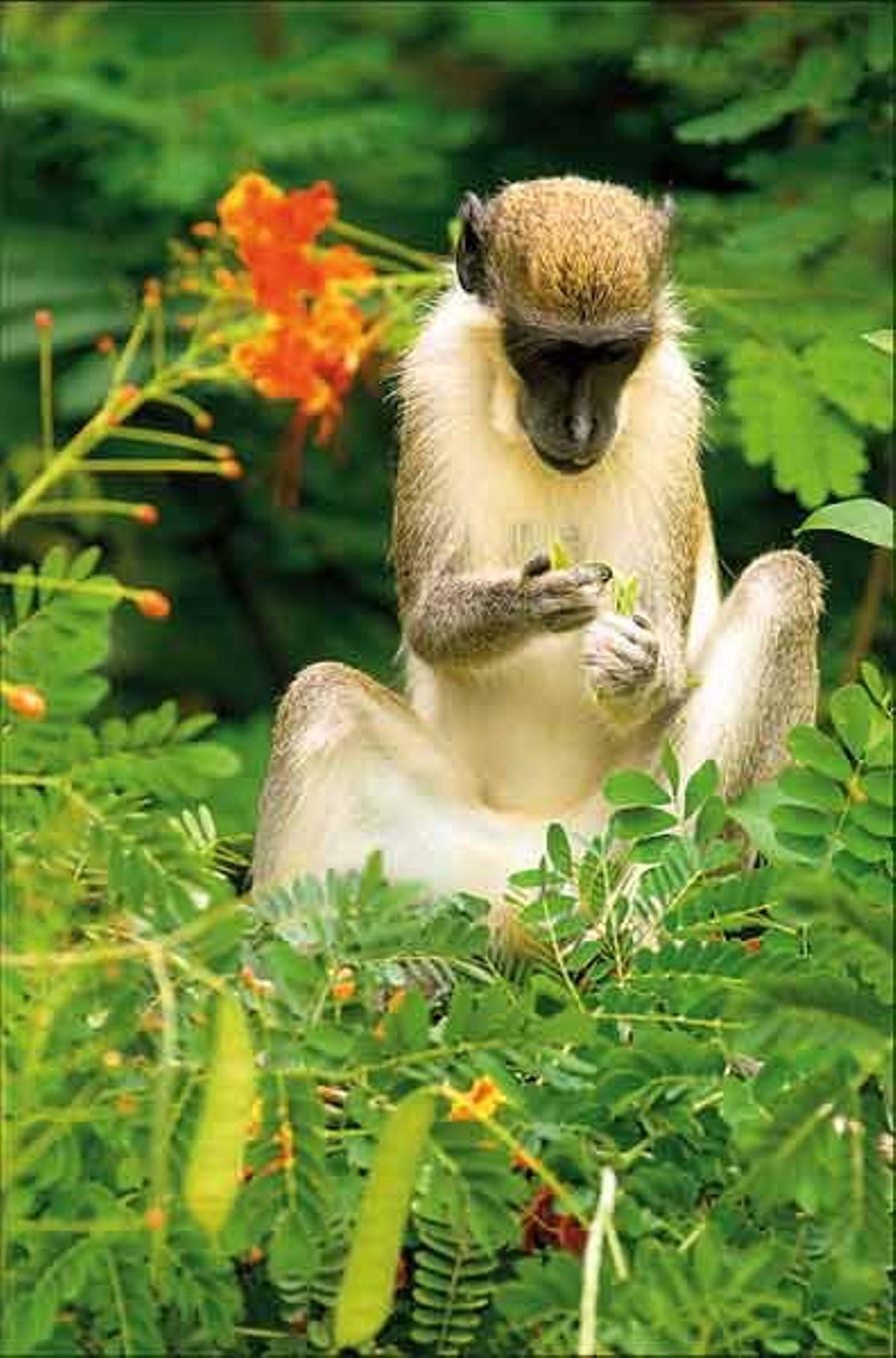 El Parque Nacional de Niokolo Koba cobija en sus
900.000 hectáreas a más de ochenta especies
de ma