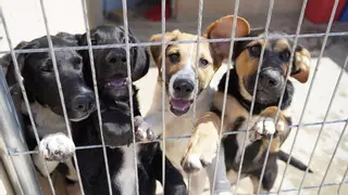 Medio centenar de perros y veinte gatos estrenan el Centro de Protección Animal de Zamora