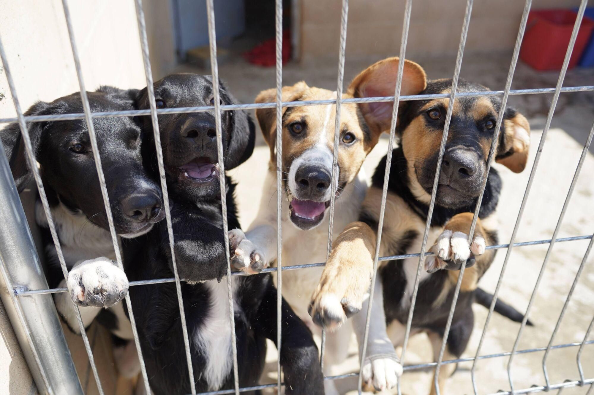 Visita a las instalaciones del nuevo Centro de Protección Animal