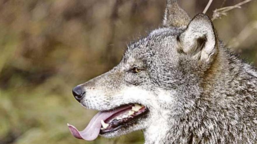 Aprobado nuevo Plan de Gestión del Lobo que permite su caza durante monterías