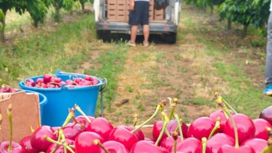 Las lluvias de las últimas semanas han afectado la cosecha. | SERVICIO ESPECIAL