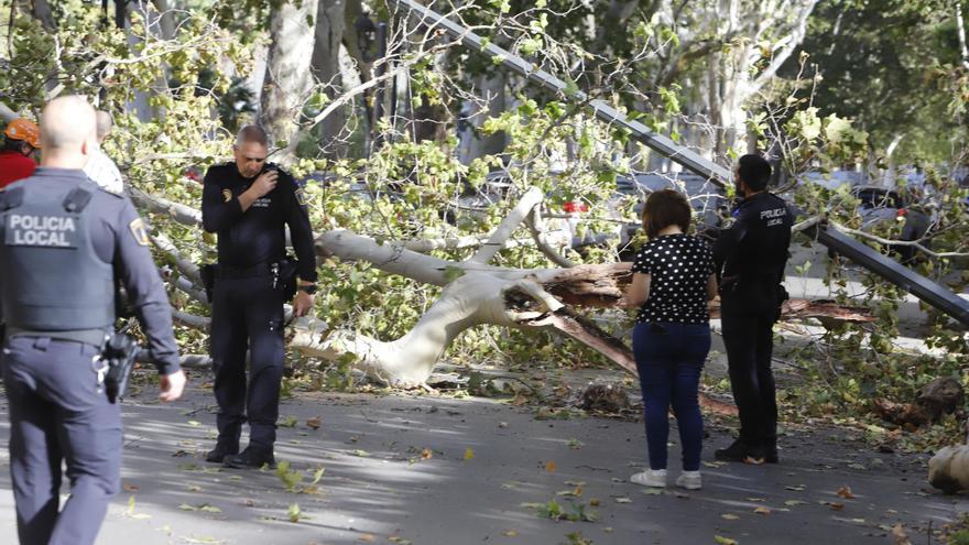 Cae un árbol de grandes dimensiones en la Avenida Selgas de Xàtiva