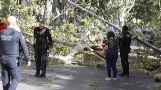 Se desploma un árbol de grandes dimensiones en la Avenida Selgas de Xàtiva