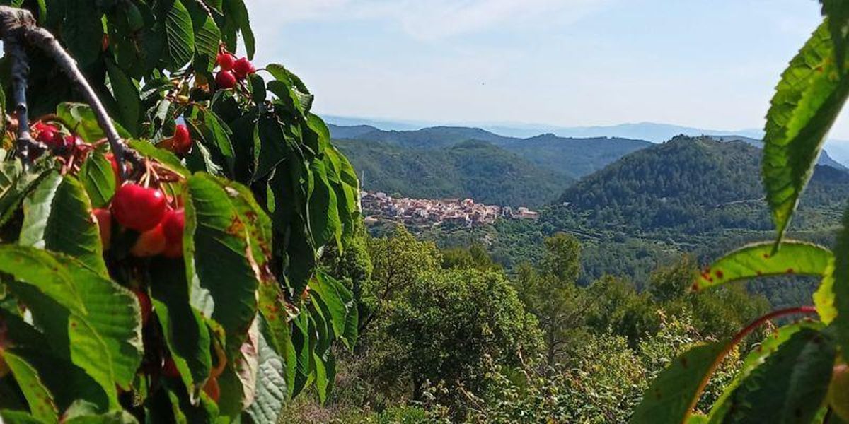Recupera Villamalur mantiene vivo el arte del cultivo de las cerezas