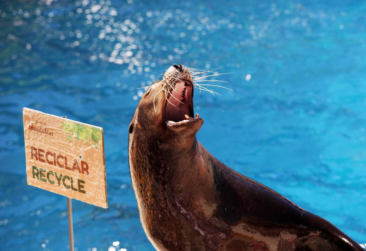 Nadar con leones marinos no es una actividad lúdica al uso.