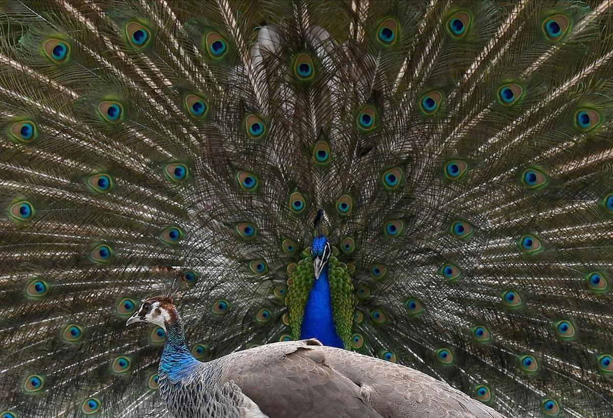 Un pavo real muestra su plumaje en un ritual de cortejo tradicional en un parque en Londres, Gran Bretaña.