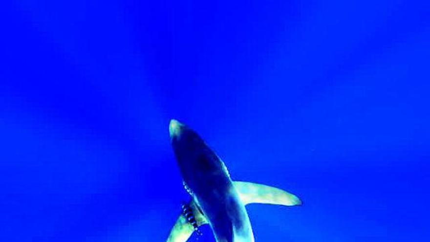 Un tiburón en aguas de Canarias. | | FRANCIS PÉREZ