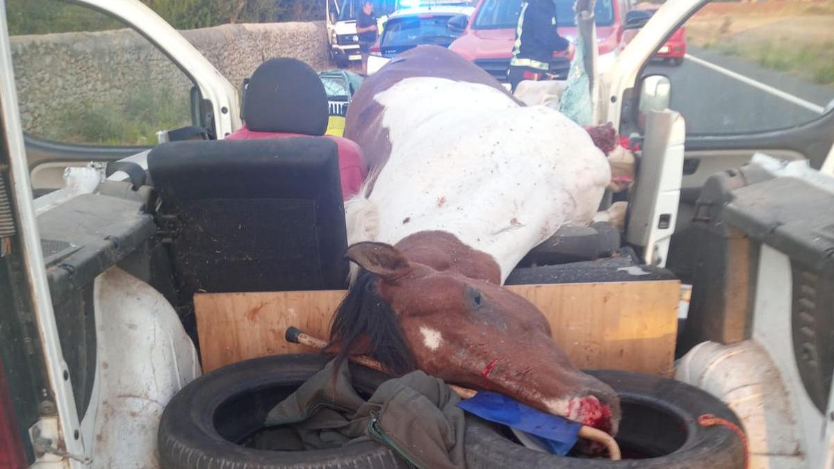 Un caballo desbocado muere al ser arrollado por un coche cerca de Llubí