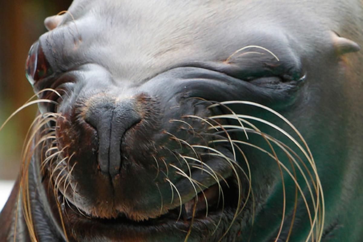 Un lleó marí fa l’ullet durant una exhibició a l’aquari de Tòquio (Japó), que s’acaba de reformar.