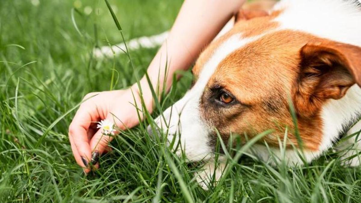 La nostra mascota té al·lèrgia al pol·len?