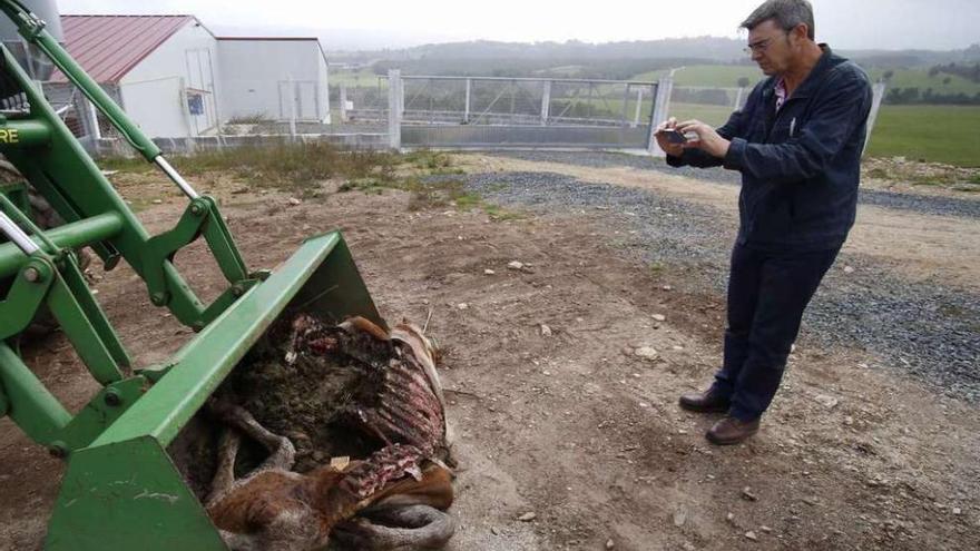 Román Santalla, de UU AA, toma fotos de los restos de un ataque de lobo en Froxán (Lalín). // Bernabé/Gutier