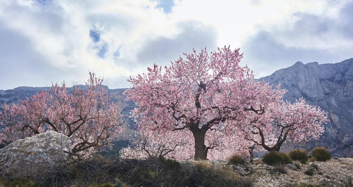 Almendros en flor en Benifato (Alicante).