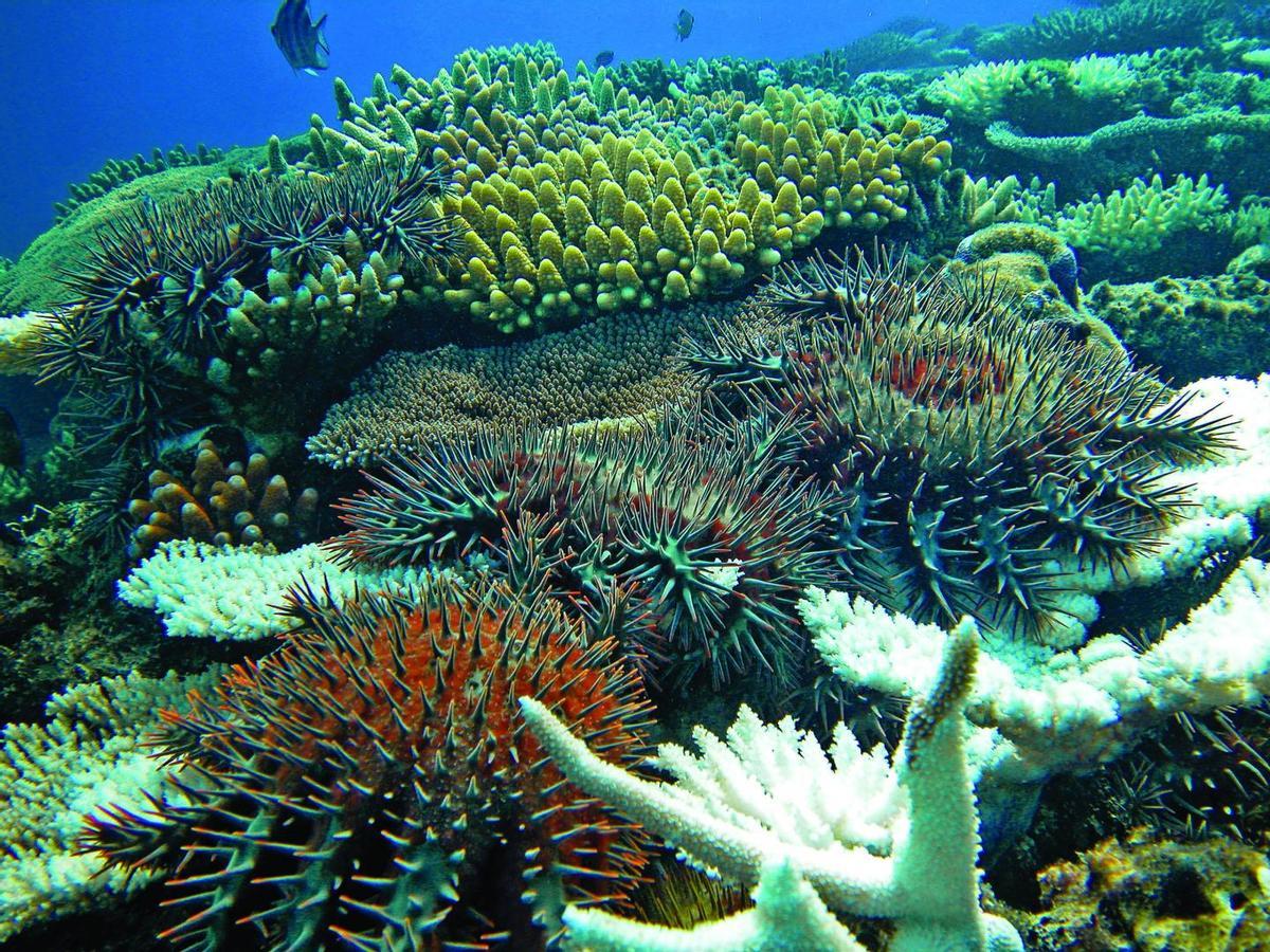 Varias estrellas de mar corona de espinas sobre un arrecife de coral.