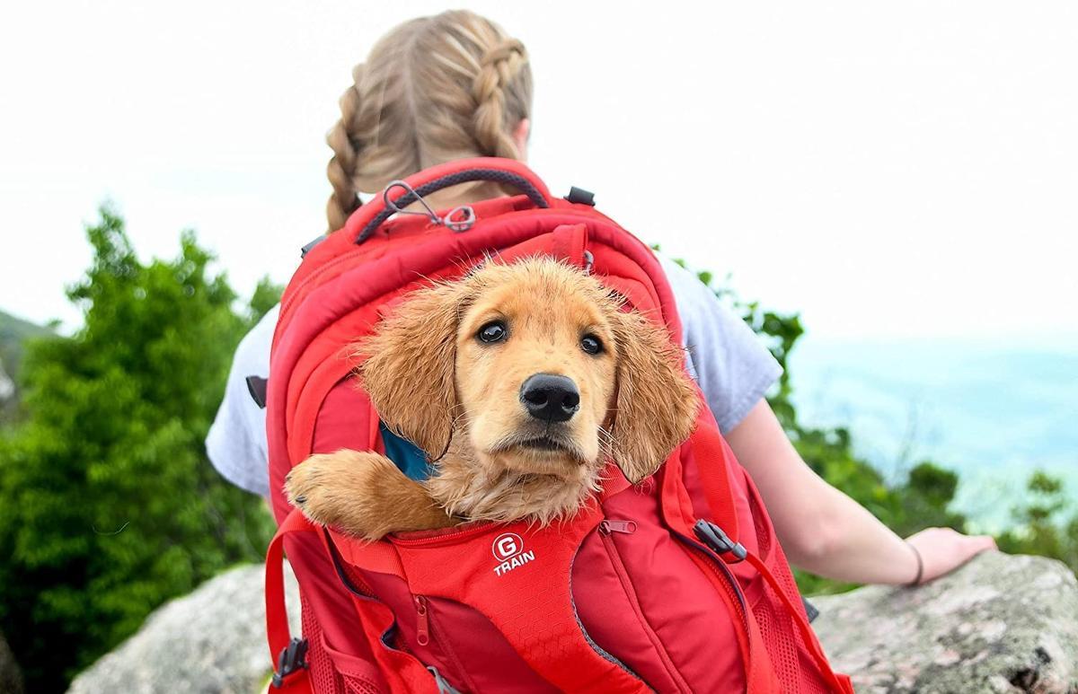 Las mejores mochilas para llevar a tu perro cómodo y seguro