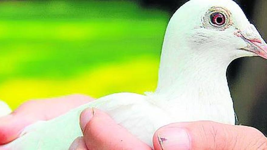 Las palomas, ¿símbolo de plaga o símbolo de paz?