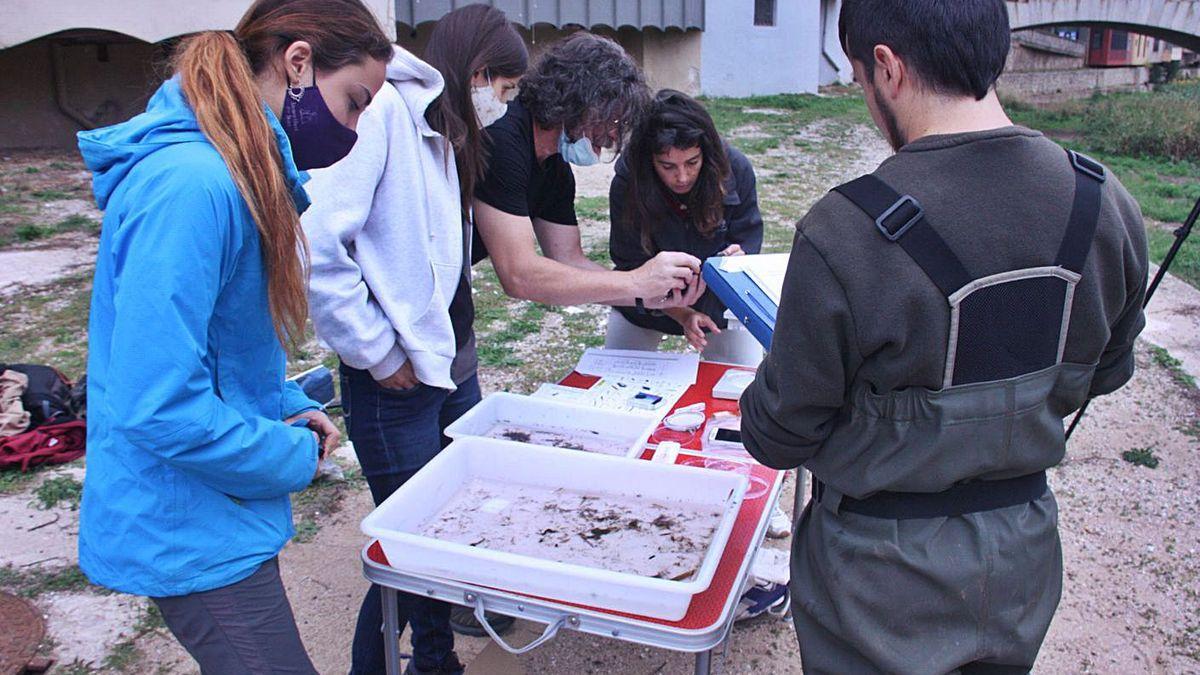 Membres dels Naturalistes de Girona observant pel microscopi mostres del riu Onyar