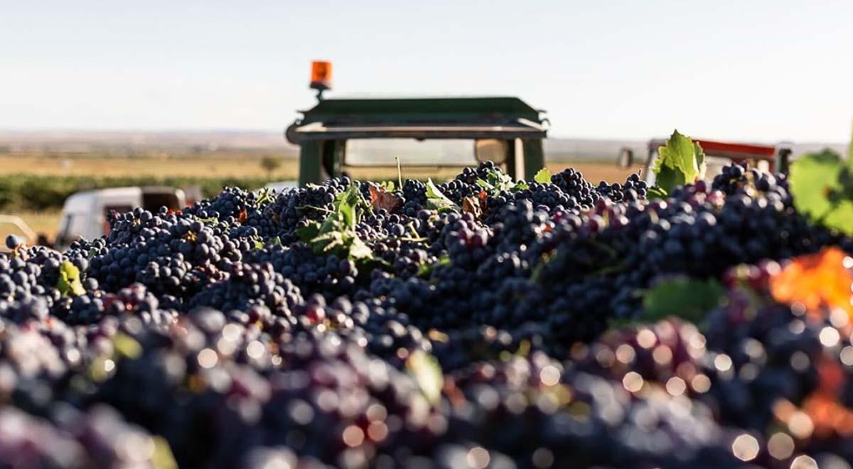 Vendimia de garnacha en la DO Navarra