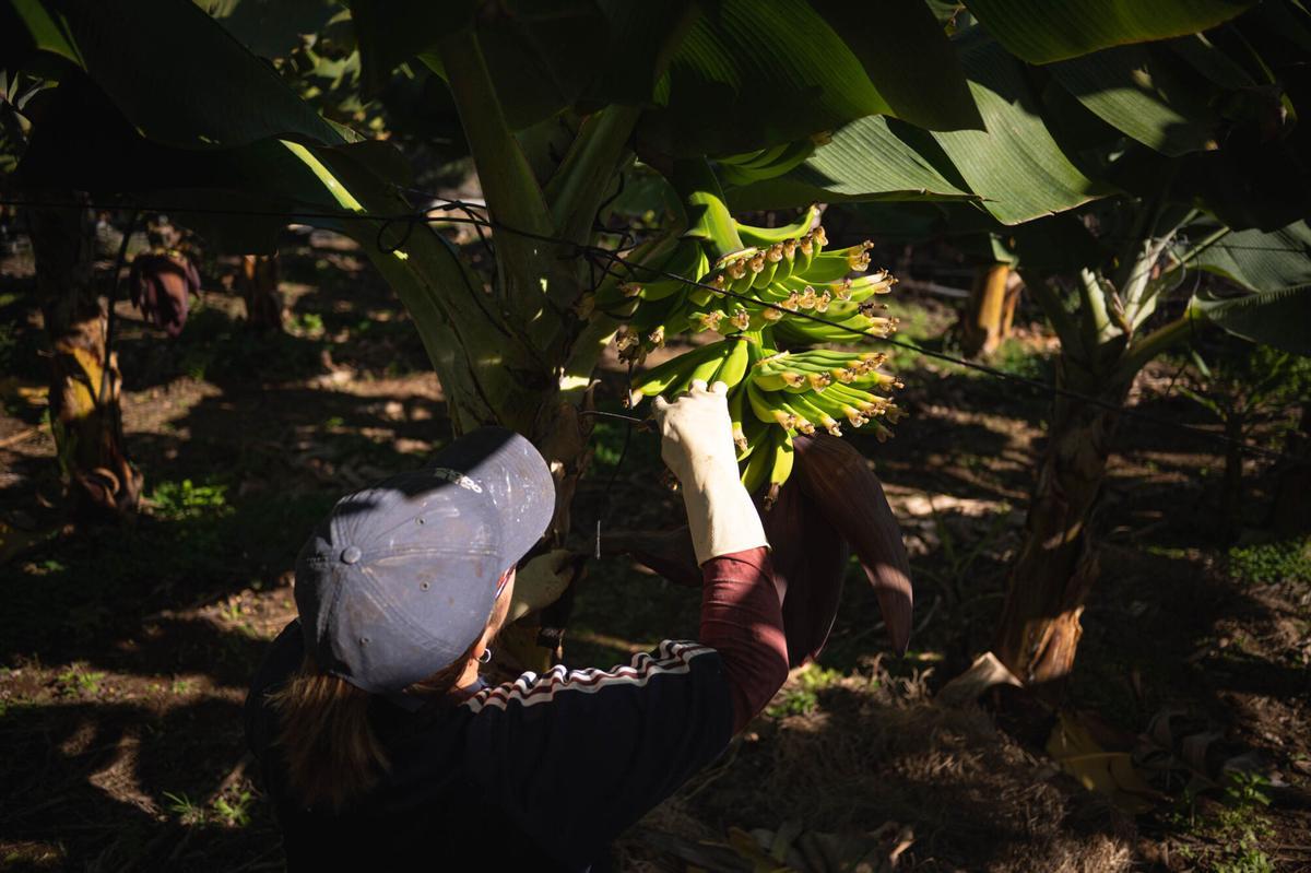 Finca Mar y Sol promueve la agricultura ecológica.
