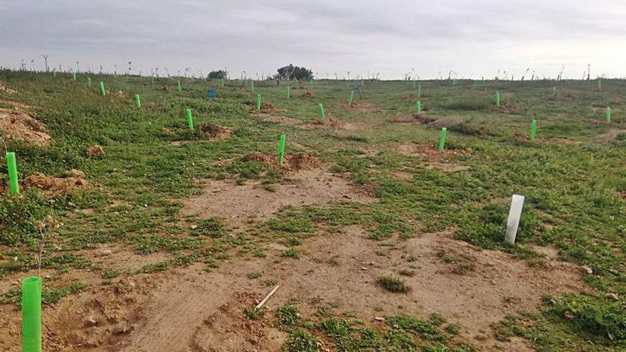 Los peones también realizaron una plantación de carrascas y pinos. | SERVICIO ESPECIAL