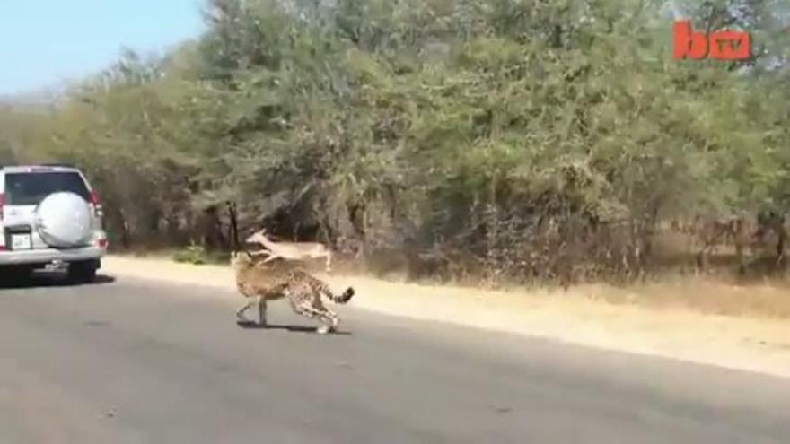 Un impala huye de dos guepardos metiéndose en un coche