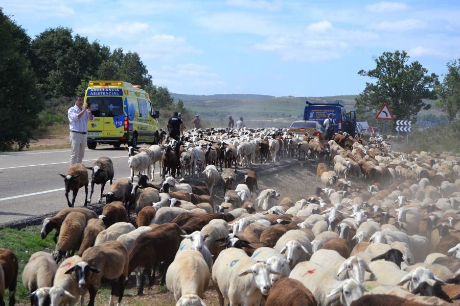 Las ovejas "toman" Puebla de Sanabria