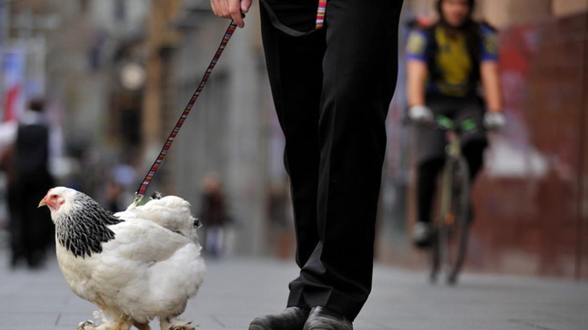 Una gallina doméstica, en una calle de Sidney.