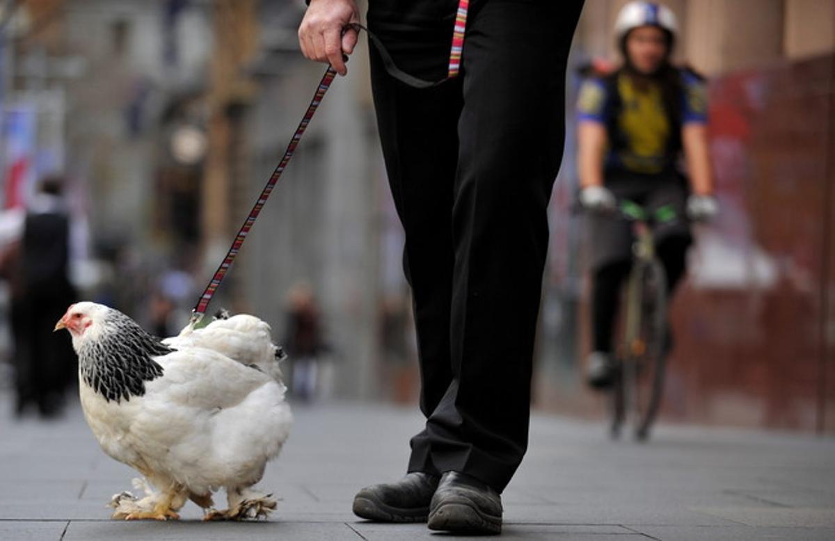 Una gallina doméstica, en una calle de Sidney.