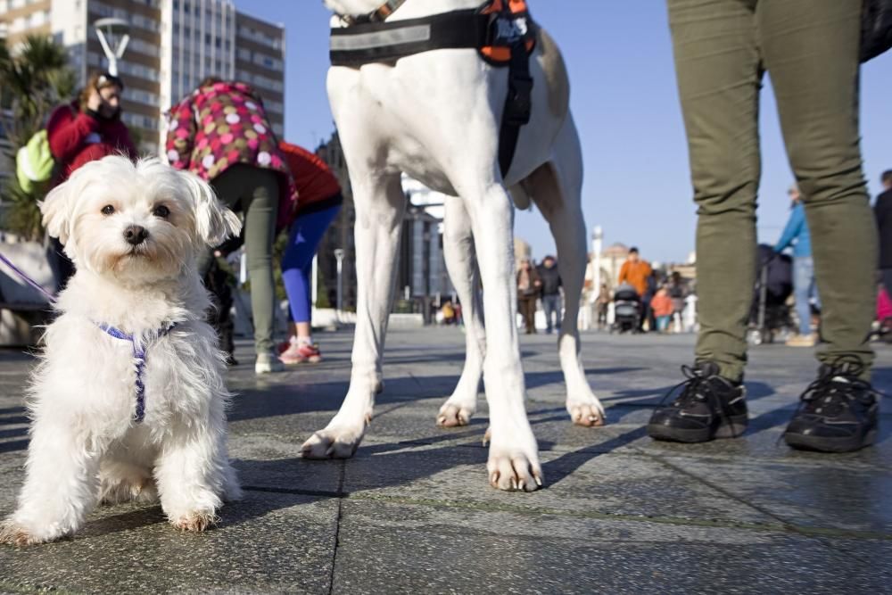 San Silvestre canina en Gijón