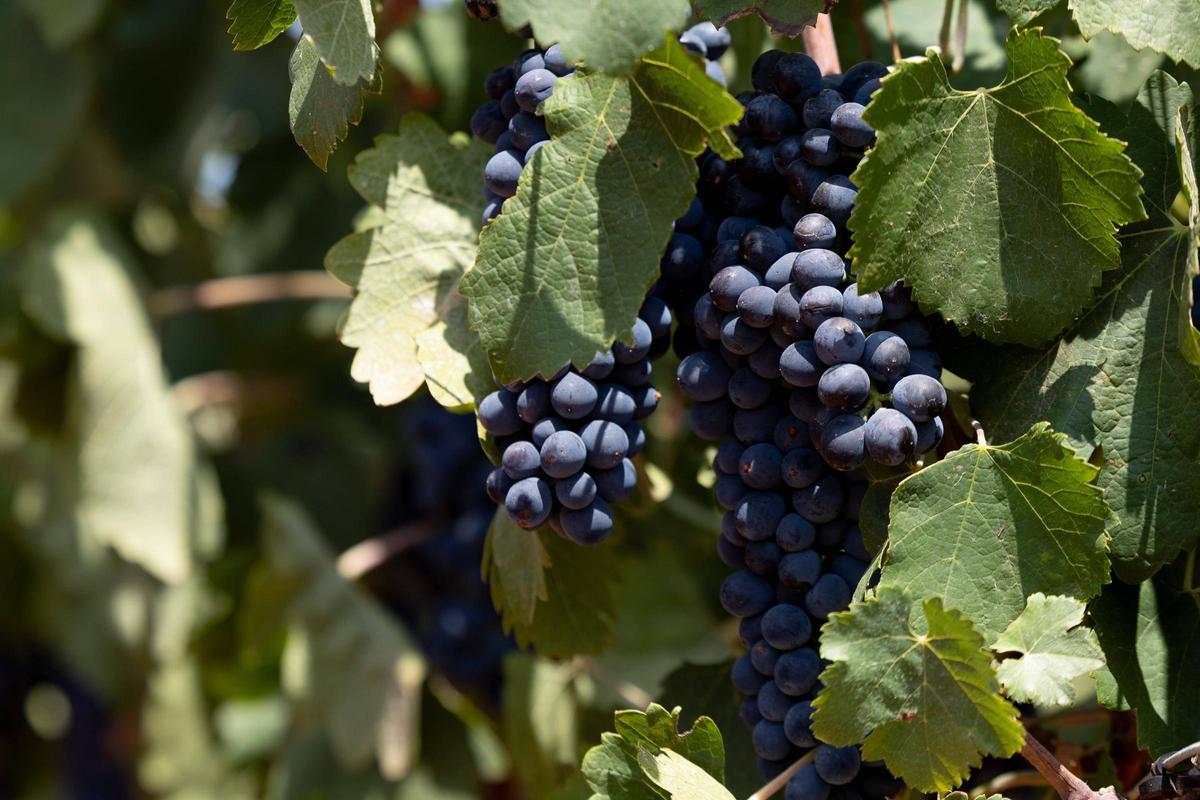 El vino de Ibiza está de enhorabuena esta añada: hasta 80.000 botellas en algunas bodegas
