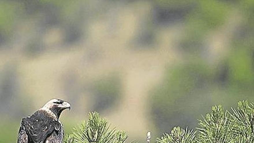 1.- Biodiversidad, la riqueza natural de Extremadura