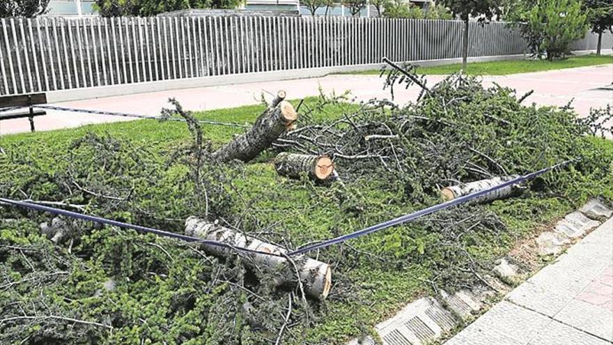 El arbolado, en la raíz del problema