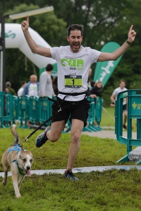 "Can We Run" reúne a más de 400 perros y corredores en el Parque Fluvial de Viesques, en Gijón.