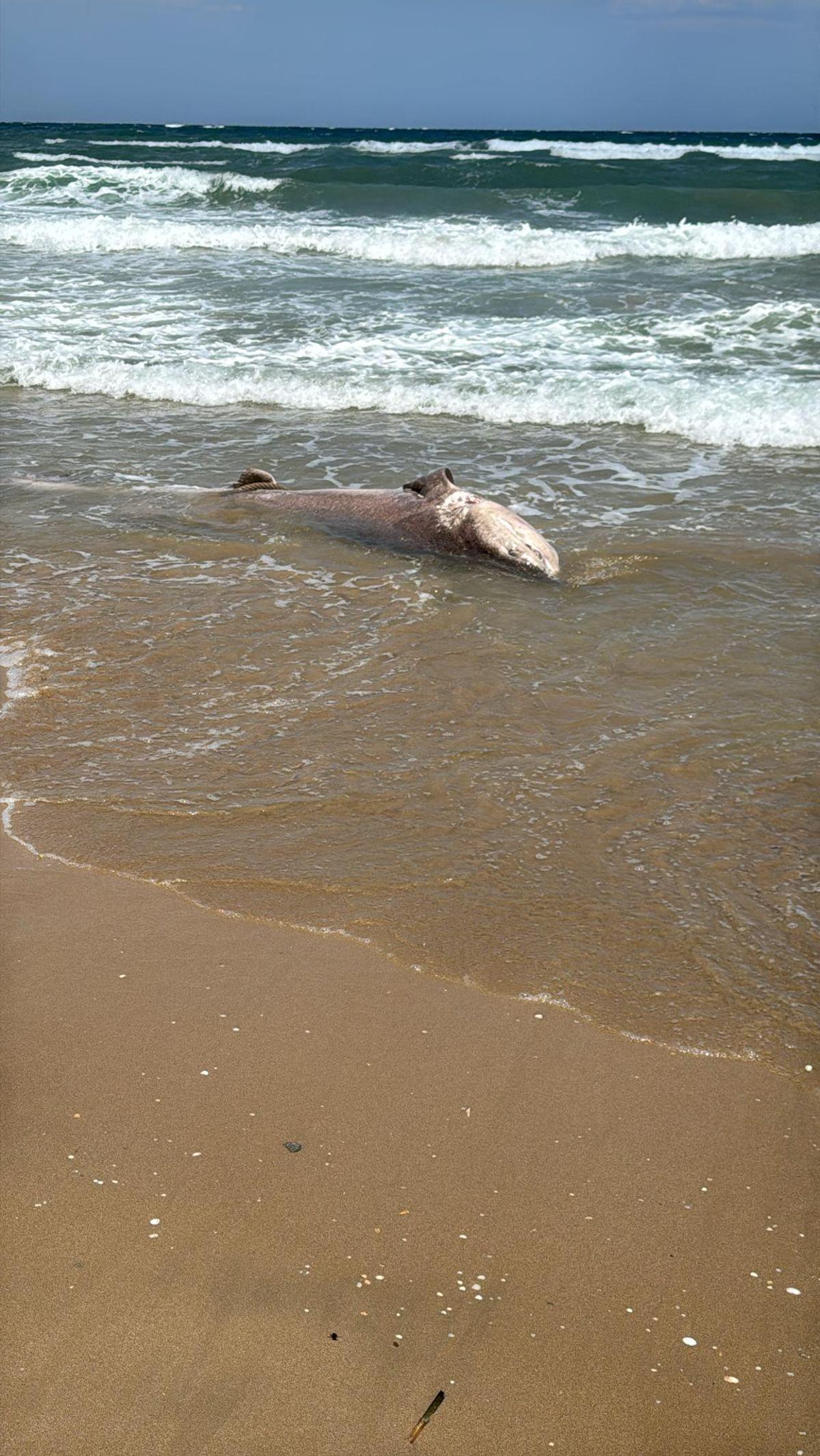 El tiburón ha quedado varado en la orilla de Arenales del Sol a la altura del 9
