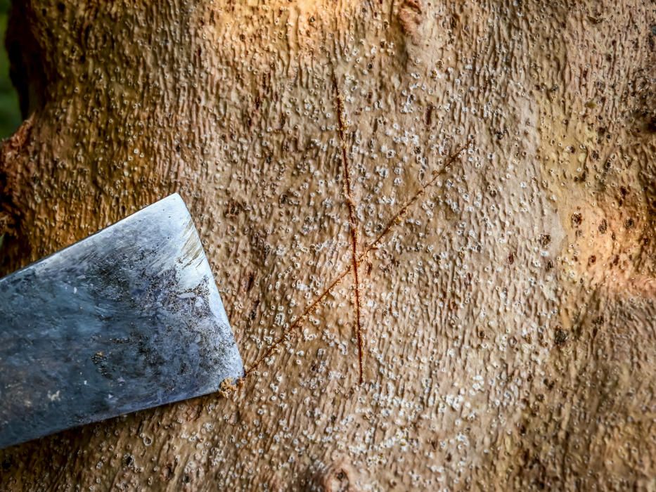 El suro, la pell més preuada del bosc de l''Albera